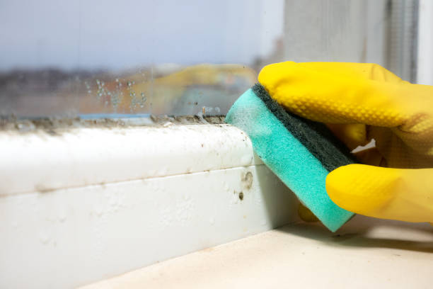 Trusted Big Spring, TX Mold Removal Experts